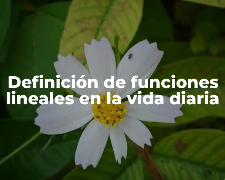Definición de funciones lineales en la vida diaria