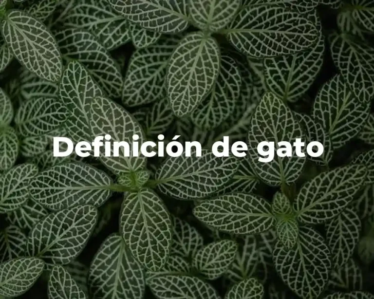 Definición de gato