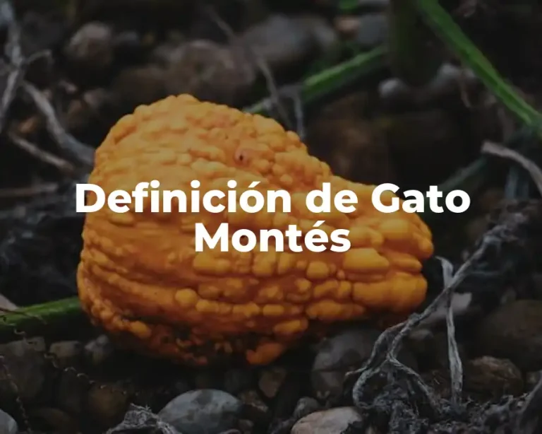 Definición de Gato Montés