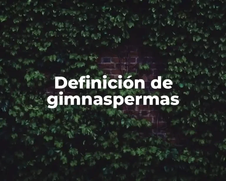 Definición de gimnaspermas