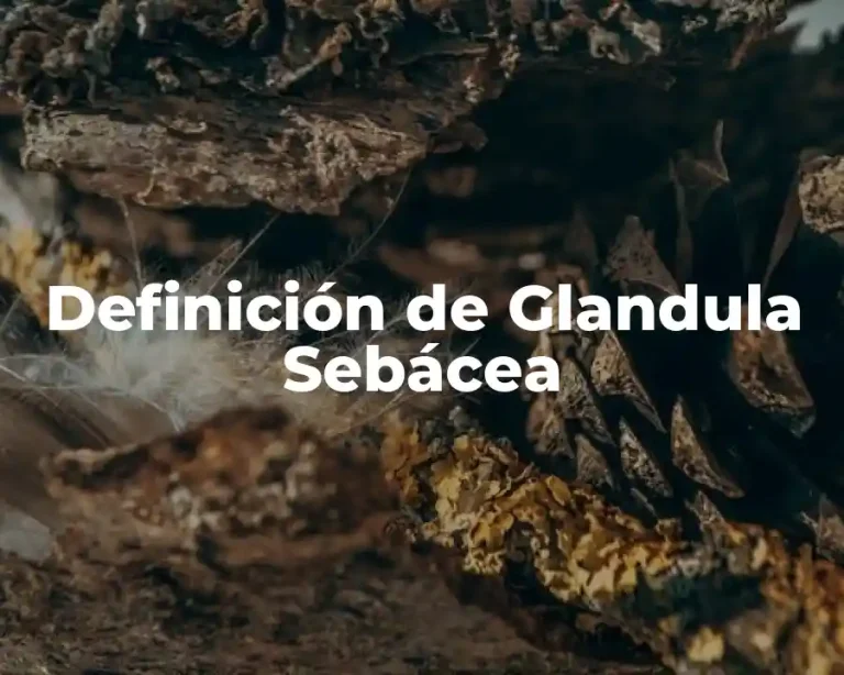 Definición de Glandula Sebácea