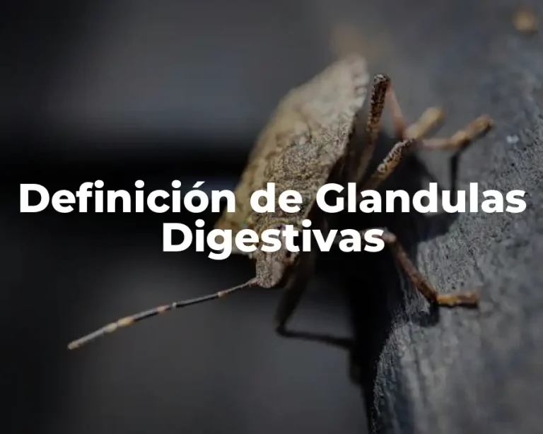 Definición de Glandulas Digestivas