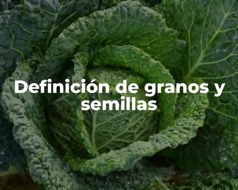 Definición de granos y semillas