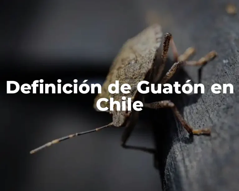 Definición de Guatón en Chile