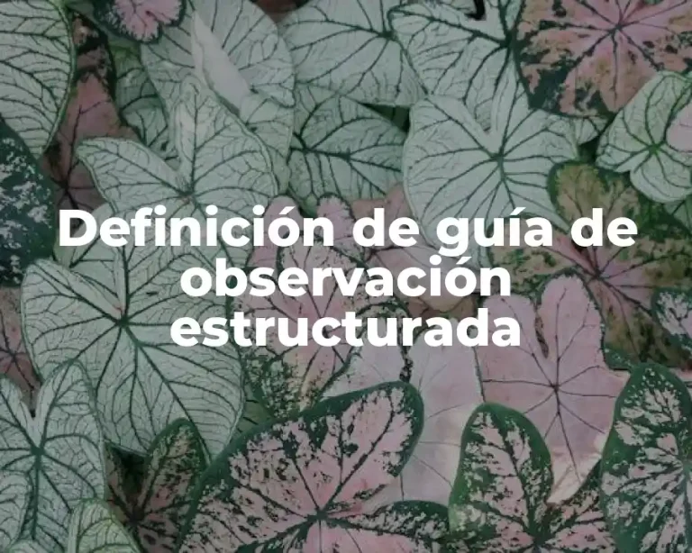 Definición de guía de observación estructurada