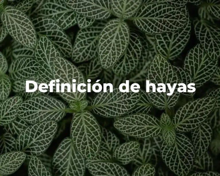 Definición de hayas