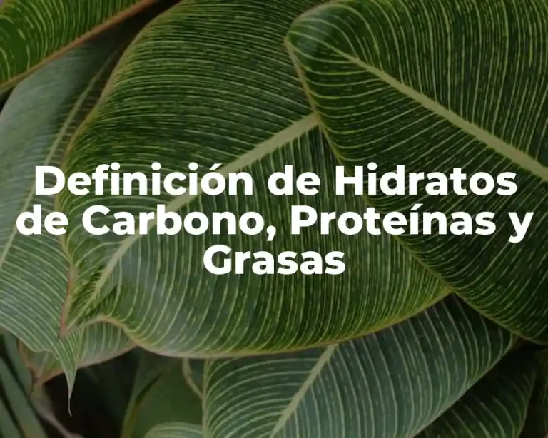 Definición de Hidratos de Carbono, Proteínas y Grasas