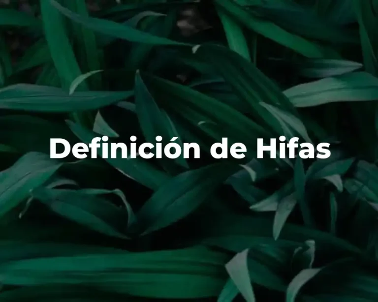 Definición de Hifas