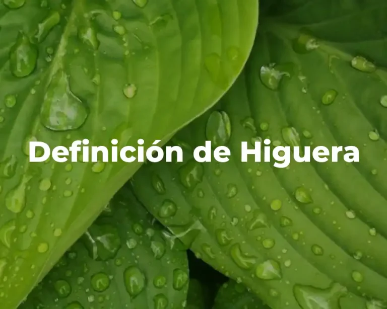 Definición de Higuera