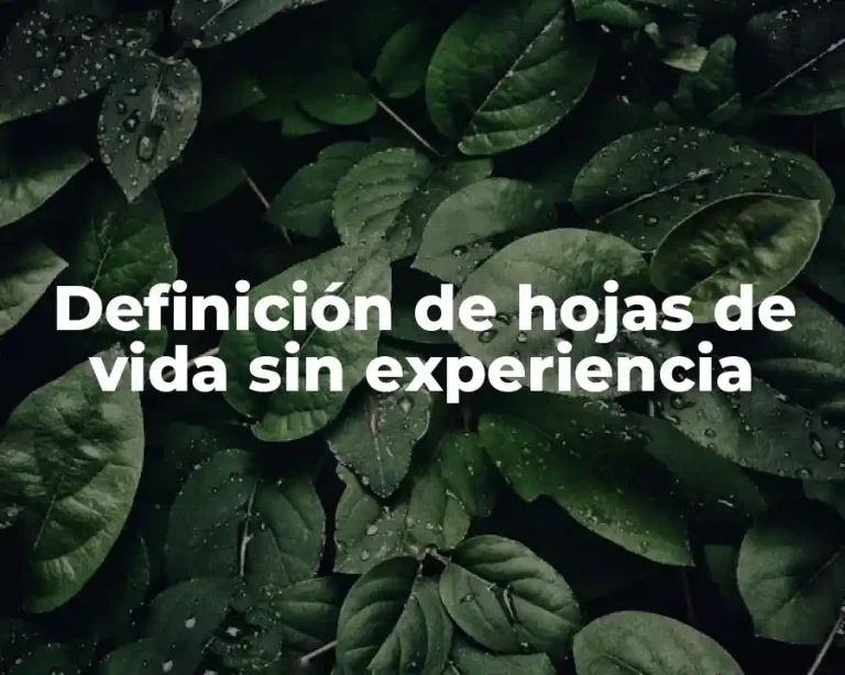 Definición de hojas de vida sin experiencia