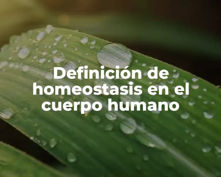 Definición de homeostasis en el cuerpo humano