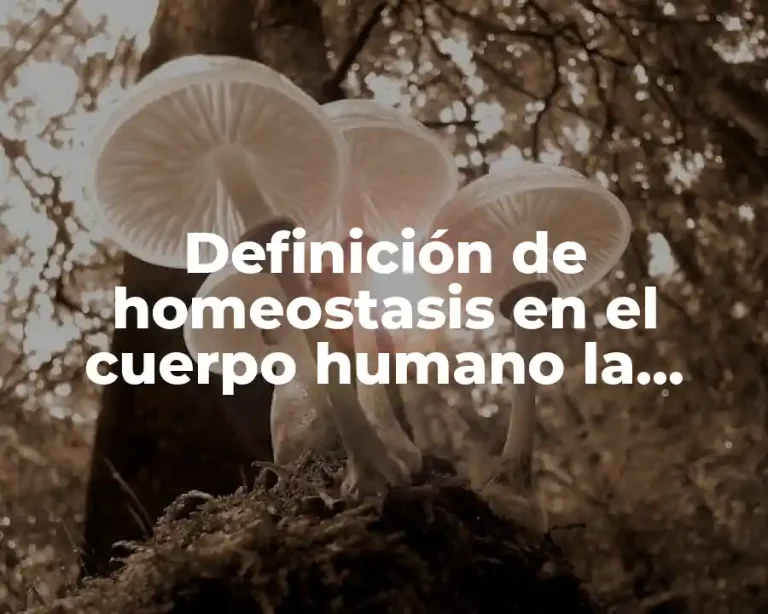 Definición de homeostasis en el cuerpo humano la sudoración