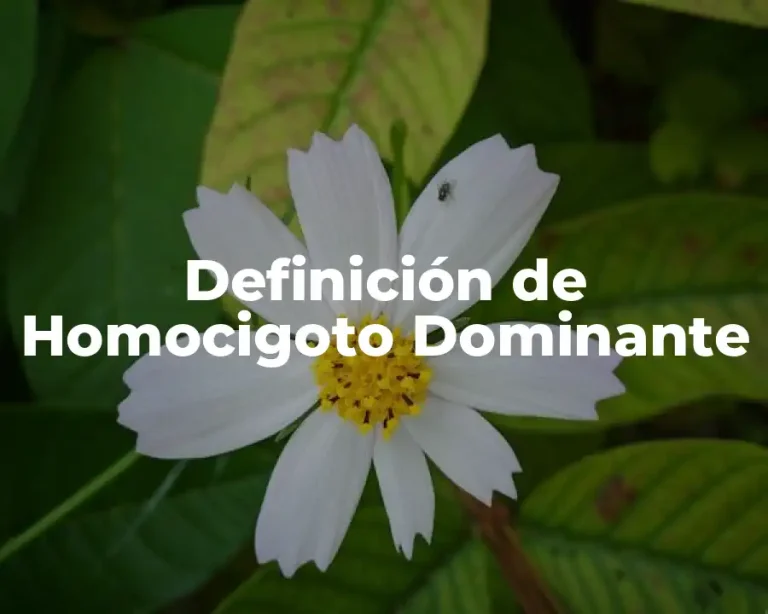 Definición de Homocigoto Dominante