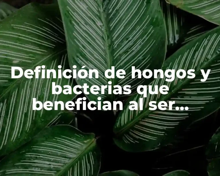 Definición de hongos y bacterias que benefician al ser humano