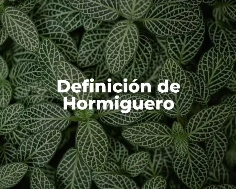 Definición de Hormiguero