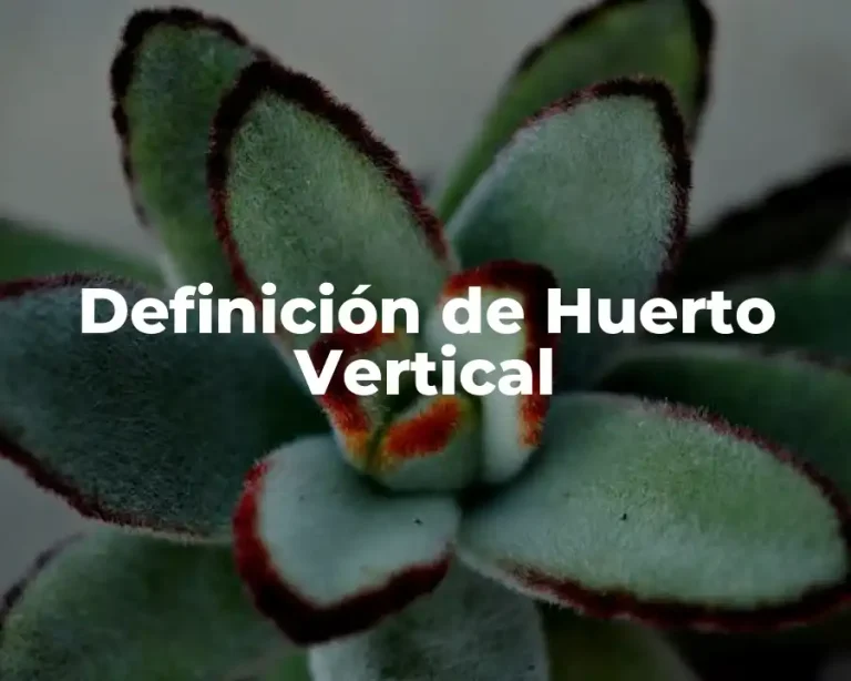 Definición de Huerto Vertical