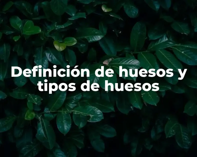Definición de huesos y tipos de huesos