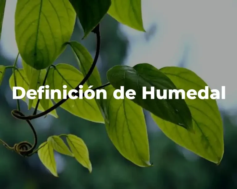 Definición de Humedal