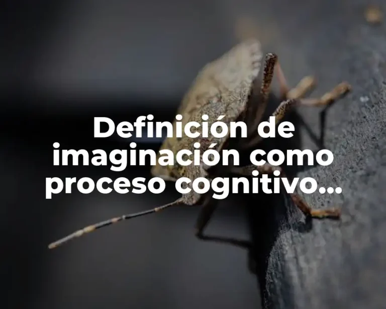 Definición de imaginación como proceso cognitivo superior