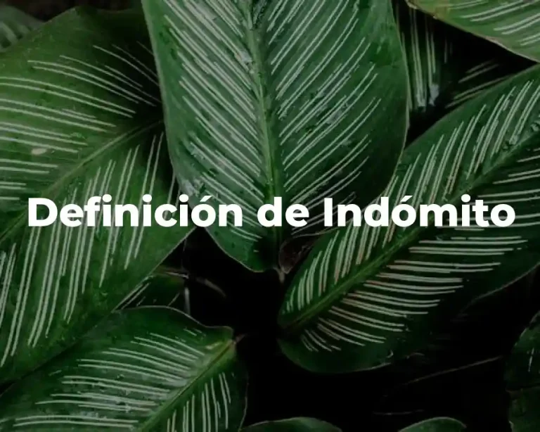 Definición de Indómito