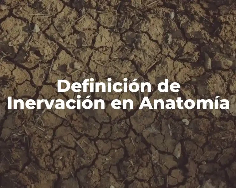 Definición de Inervación en Anatomía