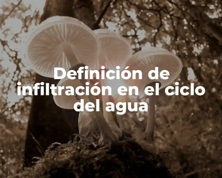 Definición de infiltración en el ciclo del agua