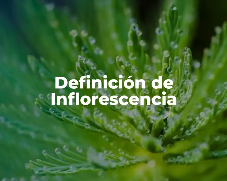 Definición de Inflorescencia