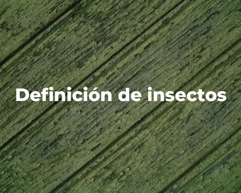 Definición de insectos