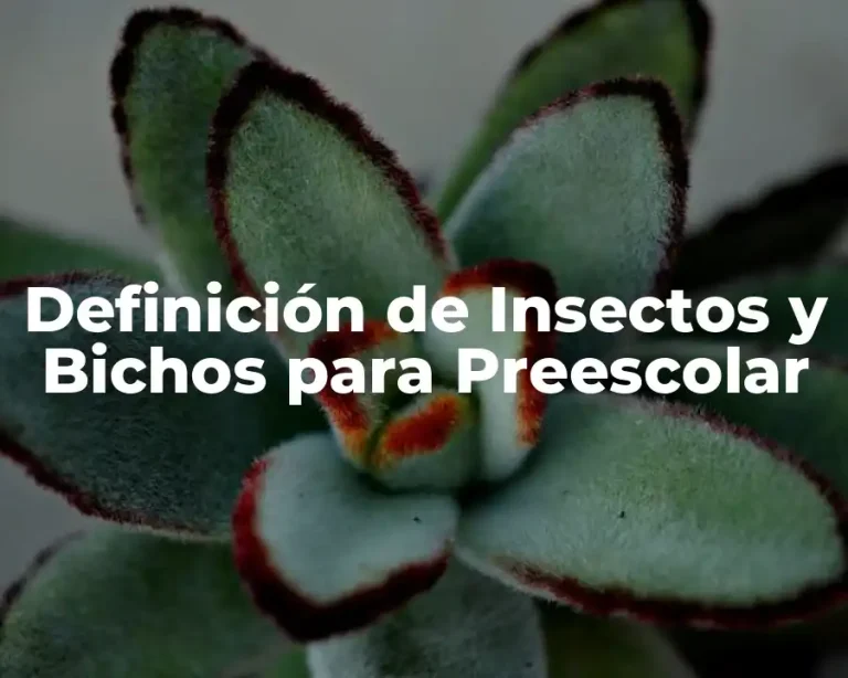 Definición de Insectos y Bichos para Preescolar