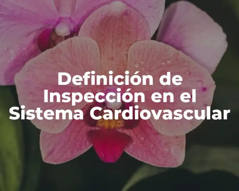 Definición de Inspección en el Sistema Cardiovascular