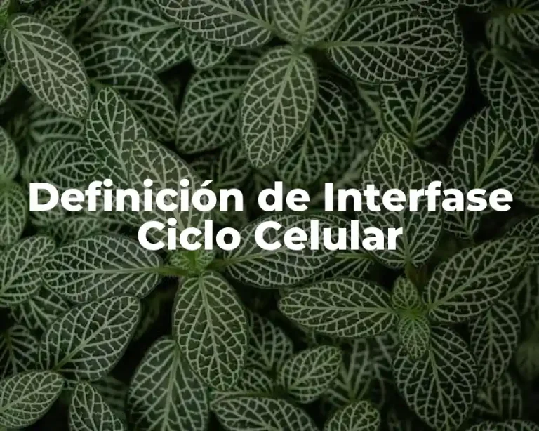 Definición de Interfase Ciclo Celular
