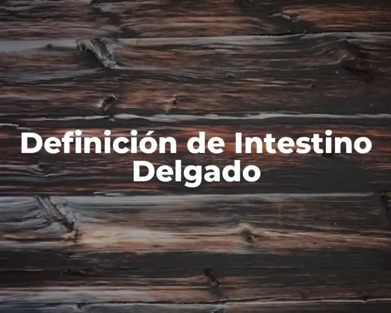 Definición de Intestino Delgado