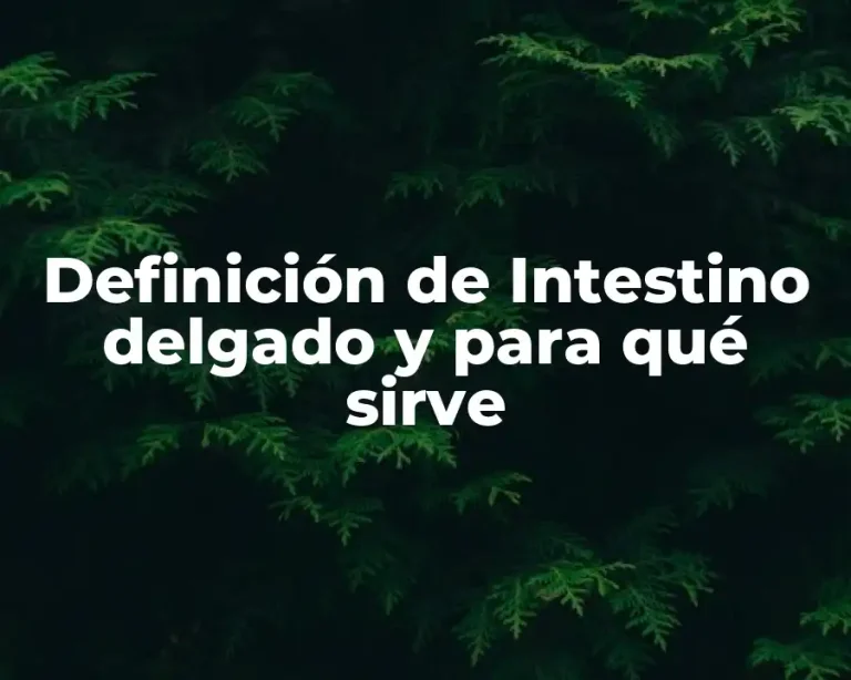Definición de Intestino delgado y para qué sirve