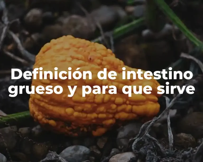 Definición de intestino grueso y para que sirve