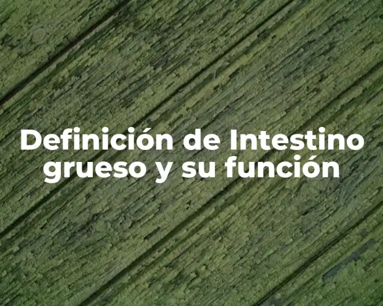 Definición de Intestino grueso y su función