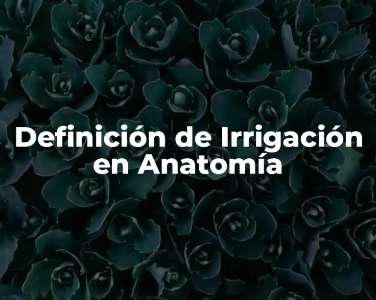 Definición de Irrigación en Anatomía