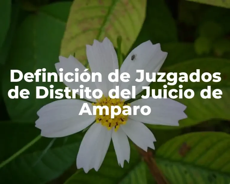 Definición de Juzgados de Distrito del Juicio de Amparo