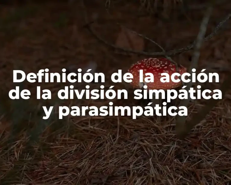 Definición de la acción de la división simpática y parasimpática