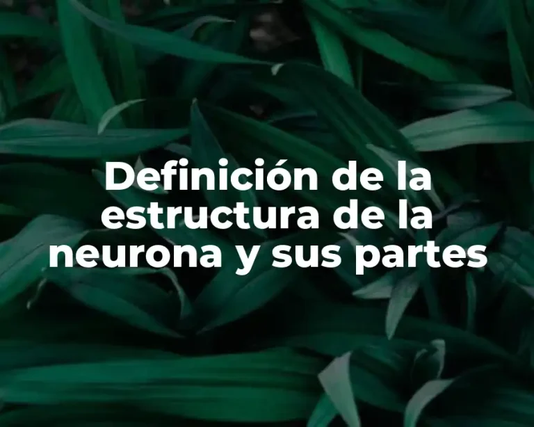 Definición de la estructura de la neurona y sus partes