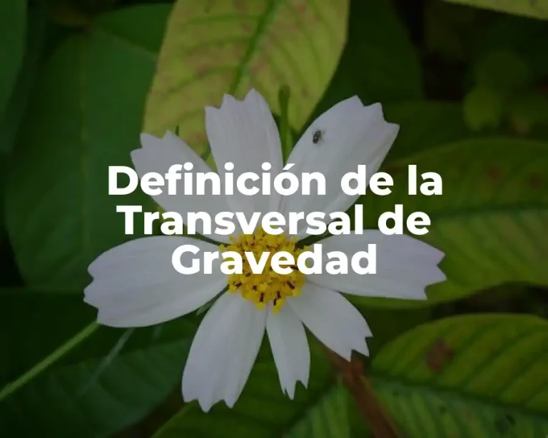 Definición de la Transversal de Gravedad