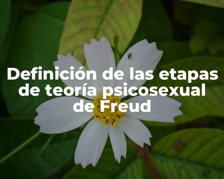 Definición de las etapas de teoría psicosexual de Freud