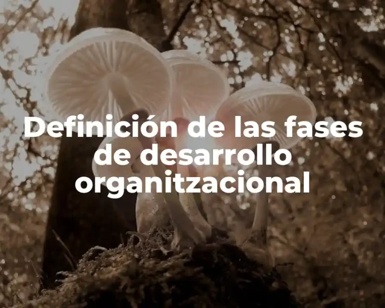 Definición de las fases de desarrollo organitzacional