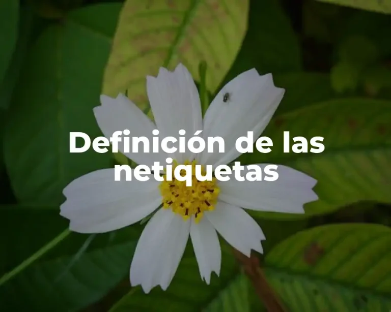 Definición de las netiquetas