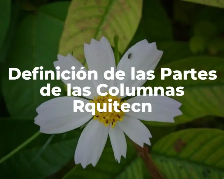 Definición de las Partes de las Columnas Rquitecn
