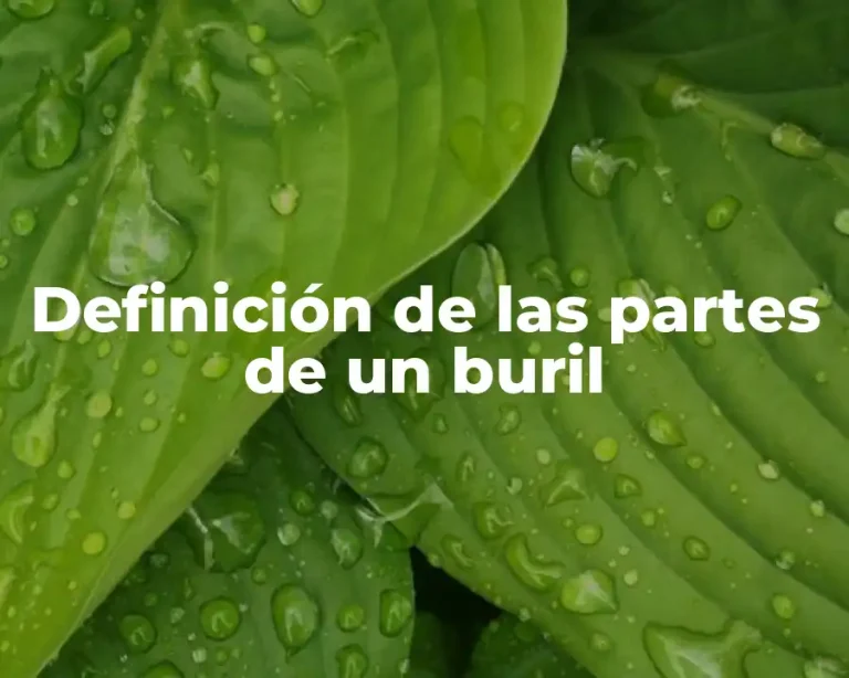 Definición de las partes de un buril