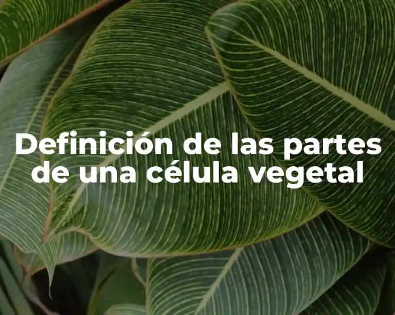 Definición de las partes de una célula vegetal