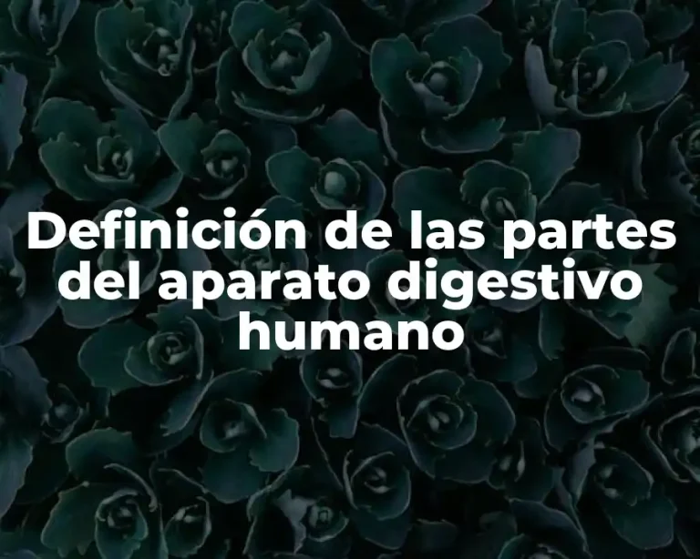Definición de las partes del aparato digestivo humano