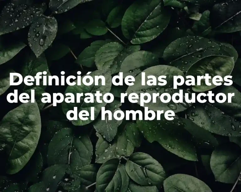 Definición de las partes del aparato reproductor del hombre