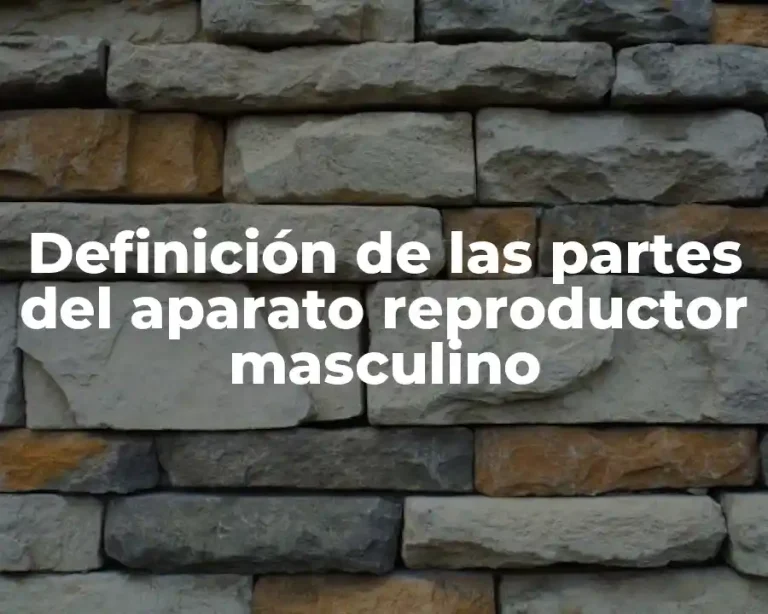 Definición de las partes del aparato reproductor masculino