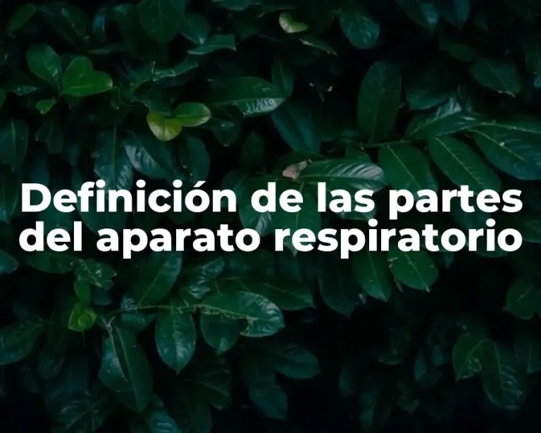 Definición de las partes del aparato respiratorio